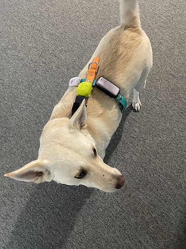 No dogs were harmed during this research.