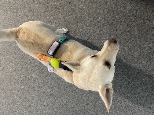 No dogs were harmed during this research.